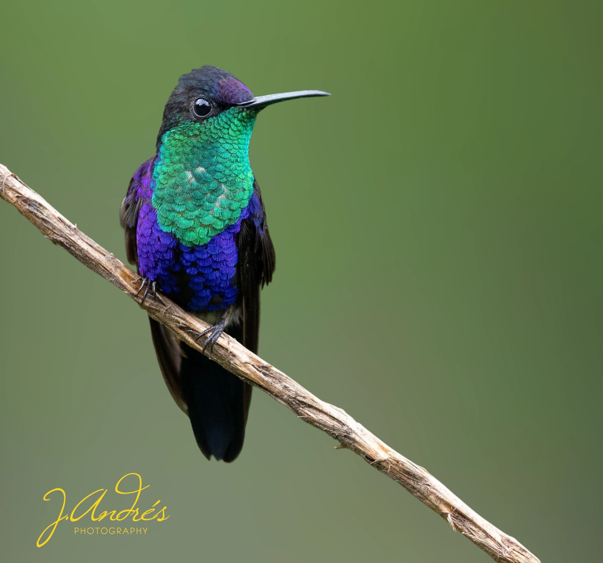 Expert birdwatching and wildlife photography tour in the tropical rainforests of Costa Rica